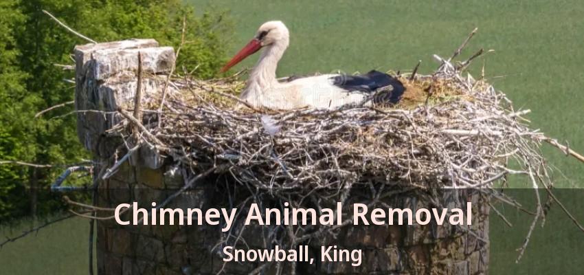 Chimney Animal Removal Snowball, King - ON