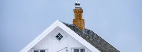 Chimney Nest Removal King